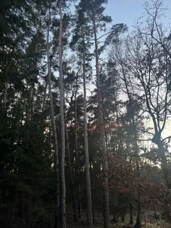 Prodej podílu lesa, Puclice, 12856 m2