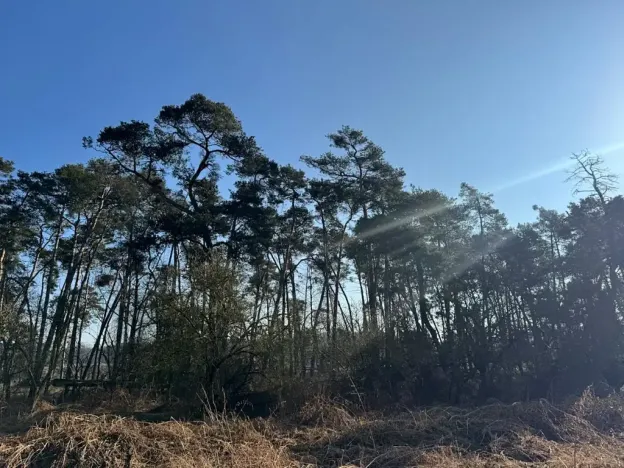 Prodej podílu lesa, Sojovice, 1204 m2