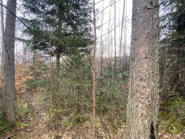 Prodej lesa, Kolinec - Buršice, 3423 m2