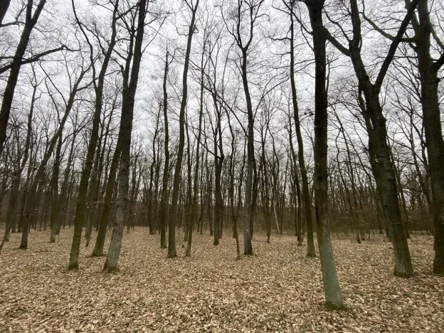 Prodej lesa, Silůvky, 2829 m2