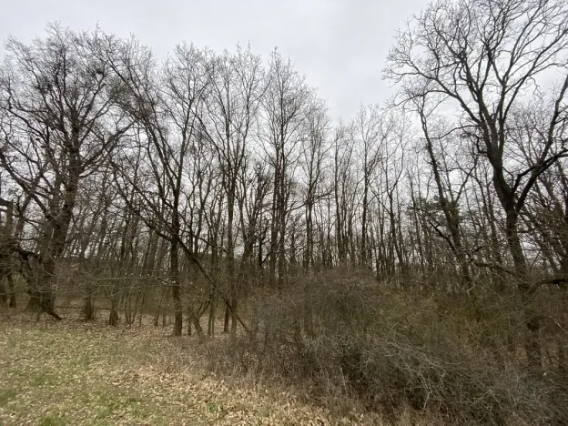 Prodej lesa, Silůvky, 174 m2