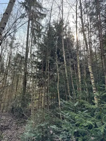 Prodej lesa, Rájec, 5476 m2