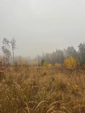 Prodej lesa, Úboč, 13538 m2