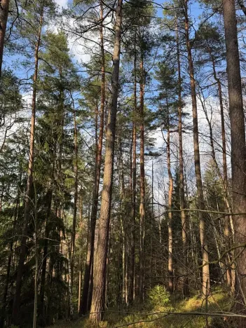 Prodej lesa, Český Dub, 17551 m2