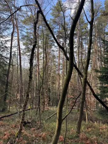 Prodej lesa, Český Dub, 17551 m2