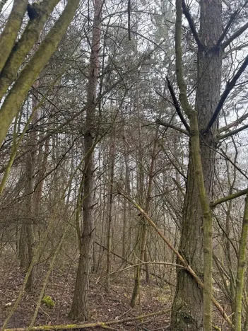 Prodej lesa, Chotiněves, 3854 m2