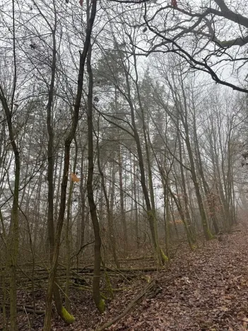 Prodej lesa, Chotiněves, 3854 m2