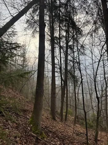 Prodej podílu lesa, Malá Bystřice, 5829 m2