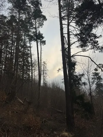 Prodej podílu lesa, Malá Bystřice, 5829 m2