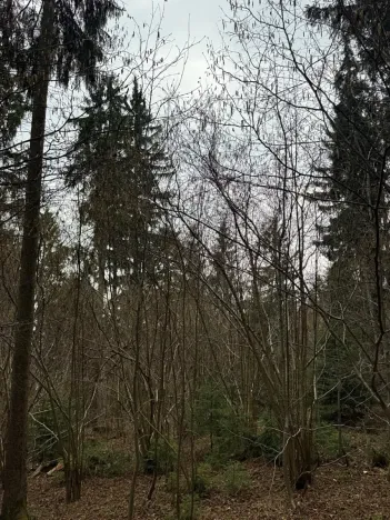 Prodej pole, Hlavňovice, 11738 m2