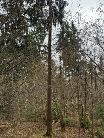 Prodej pole, Hlavňovice, 11738 m2