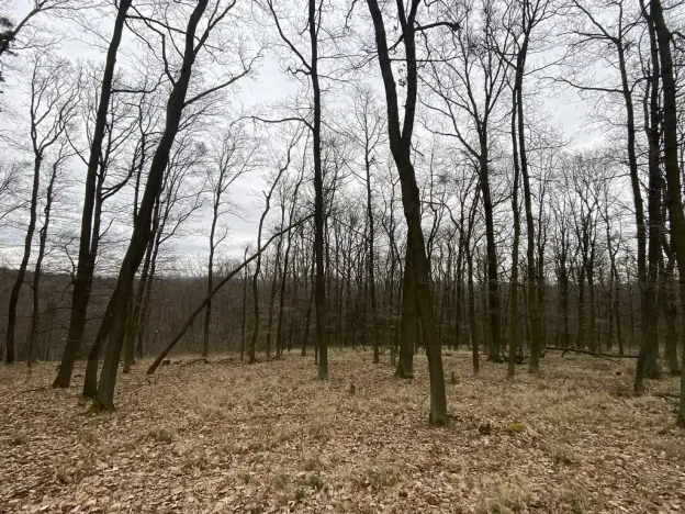 Prodej lesa, Silůvky, 3896 m2