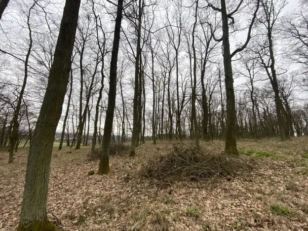 Prodej lesa, Silůvky, 3896 m2