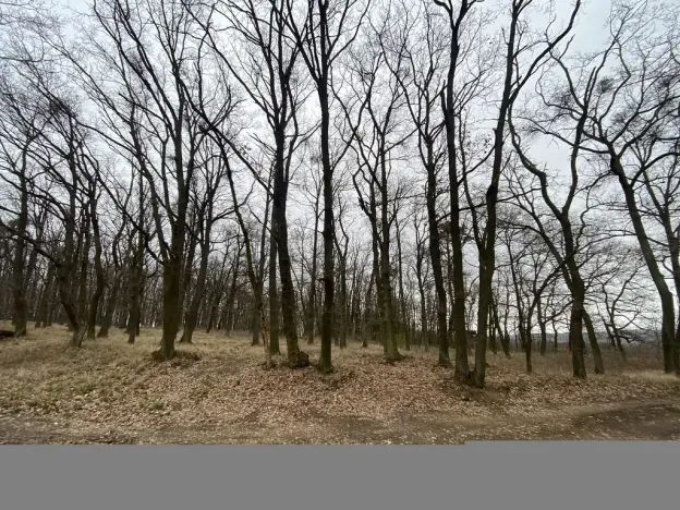 Prodej lesa, Silůvky, 3896 m2