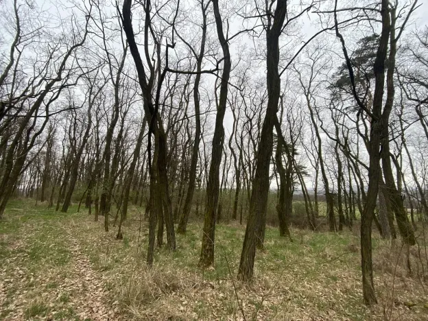 Prodej lesa, Silůvky, 3896 m2