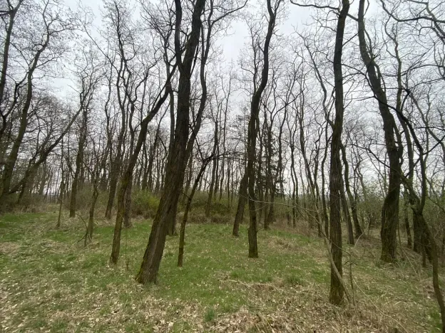 Prodej lesa, Silůvky, 3896 m2