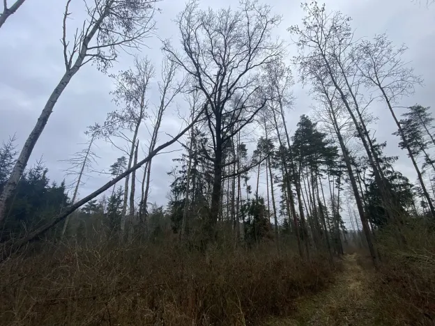 Prodej lesa, Blížejov - Lštění, 4481 m2