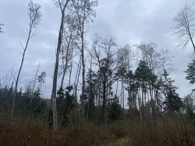 Prodej lesa, Blížejov - Lštění, 4481 m2