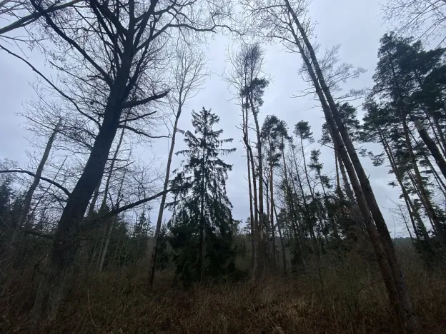 Prodej lesa, Blížejov - Lštění, 4481 m2