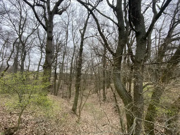 Prodej lesa, Silůvky, 462 m2