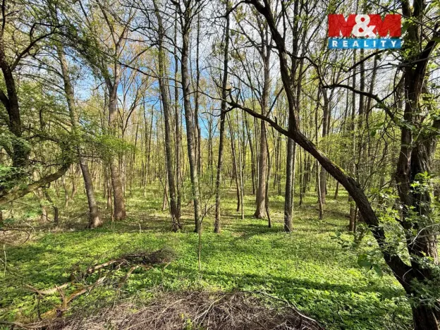 Prodej lesa, Přerov nad Labem, 70048 m2