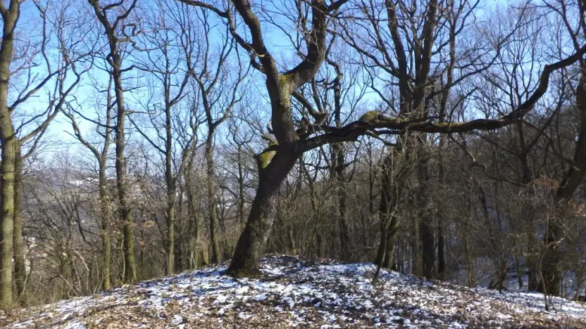 Prodej pozemku, Ústí nad Labem, 7064 m2