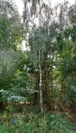 Prodej lesa, Červená Řečice, 150 m2