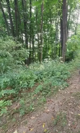 Prodej lesa, Červená Řečice, 136 m2