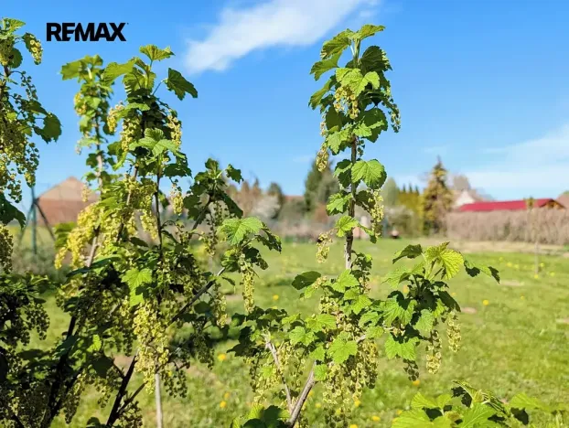 Prodej zahrady, Tuněchody, 1715 m2