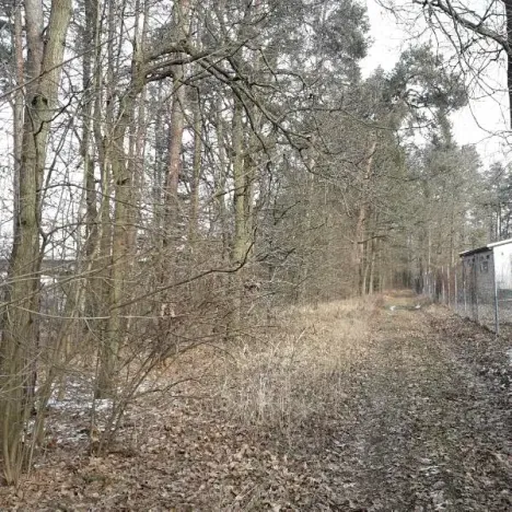 Prodej lesa, Řípec, 27546 m2