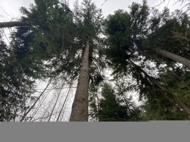 Prodej lesa, Kolinec - Buršice, 3423 m2