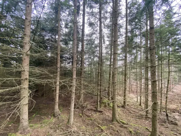 Prodej lesa, Kolinec - Buršice, 5195 m2