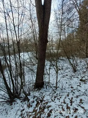 Prodej lesa, Hořepník, 10345 m2