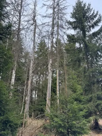 Prodej lesa, Mrákov, 34704 m2