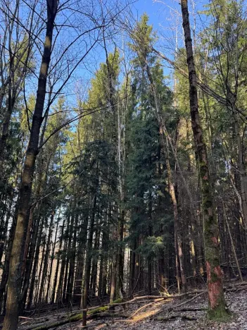 Prodej lesa, Liberec, 14111 m2