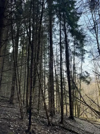 Prodej lesa, Liberec, 14111 m2