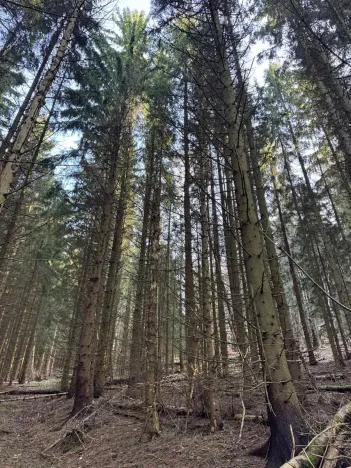 Prodej lesa, Liberec, 14111 m2