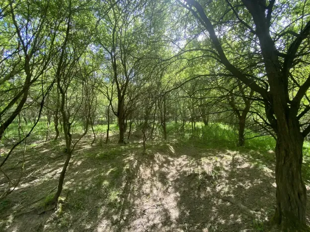 Prodej lesa, Šarovy, 11619 m2