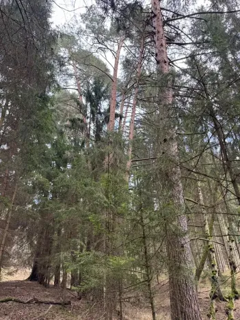 Prodej lesa, Žimutice, 2720 m2
