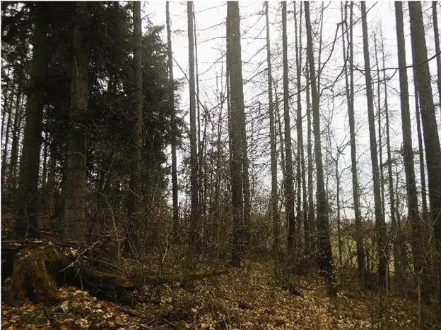 Prodej podílu lesa, Postřelmůvek, 5208 m2