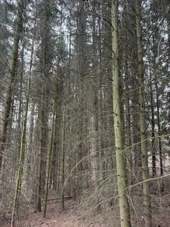 Prodej podílu lesa, Maletín, 10553 m2