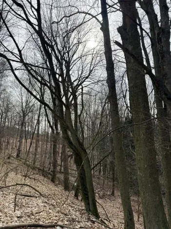 Prodej podílu lesa, Maletín, 10553 m2