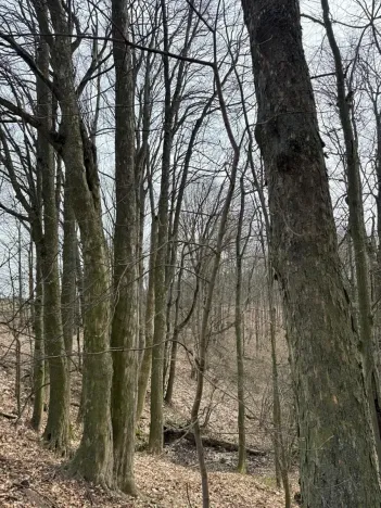 Prodej podílu lesa, Maletín, 10553 m2