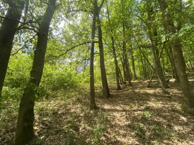 Prodej lesa, Silůvky, 1739 m2