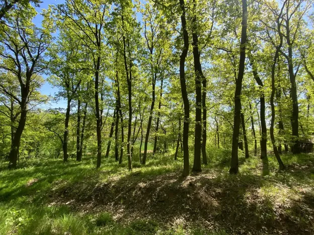 Prodej lesa, Silůvky, 1519 m2