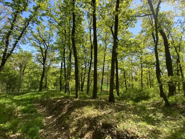 Prodej lesa, Silůvky, 1519 m2