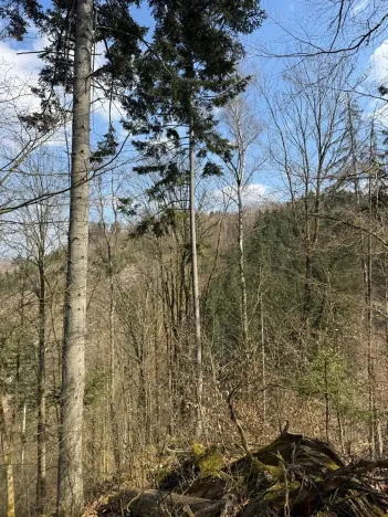 Prodej podílu lesa, Železný Brod, 5530 m2