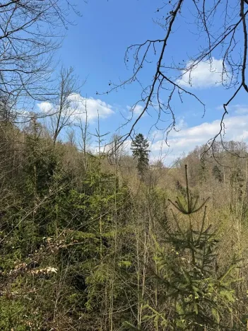 Prodej podílu lesa, Železný Brod, 5530 m2