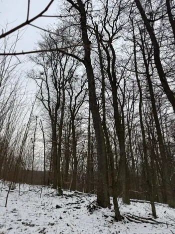 Prodej podílu lesa, Šitbořice, 1075 m2