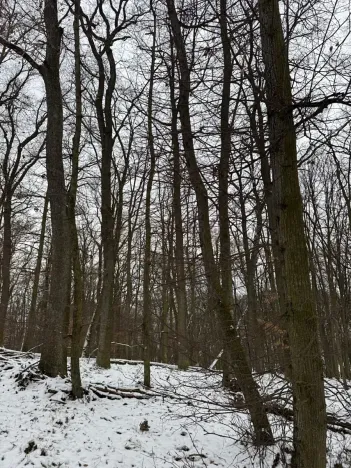 Prodej podílu lesa, Šitbořice, 1075 m2